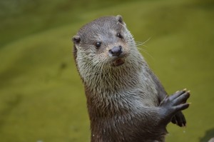 rp_otter-365370_1280-300x199.jpg