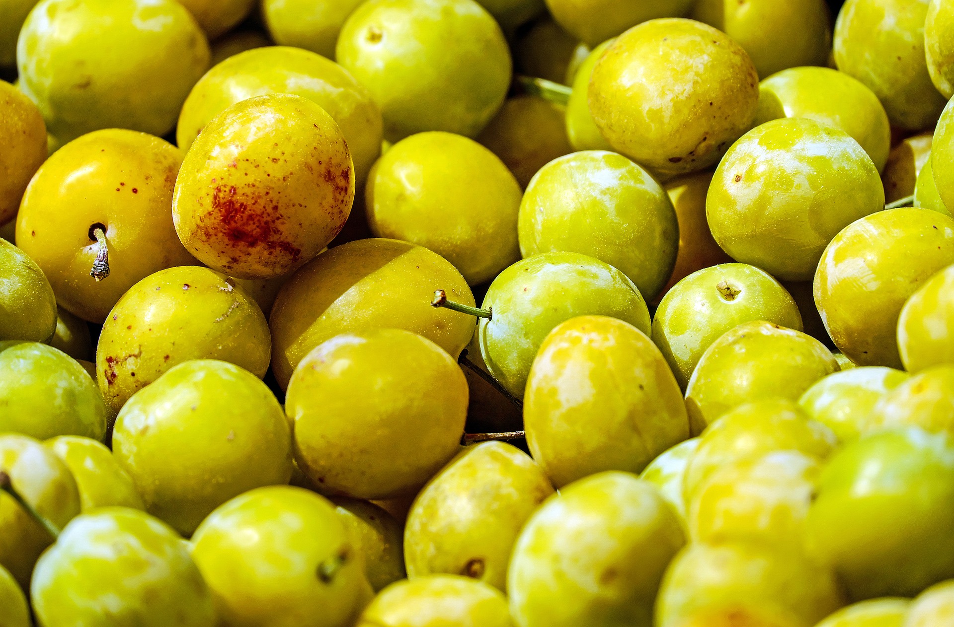 yellow-plums-1595378_1920