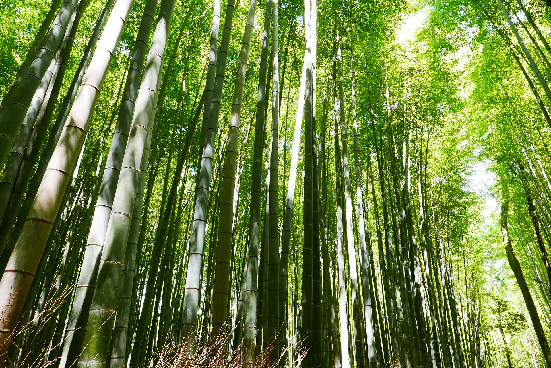 bamboo-2074751_1920